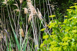 Image of Warbling Vireo