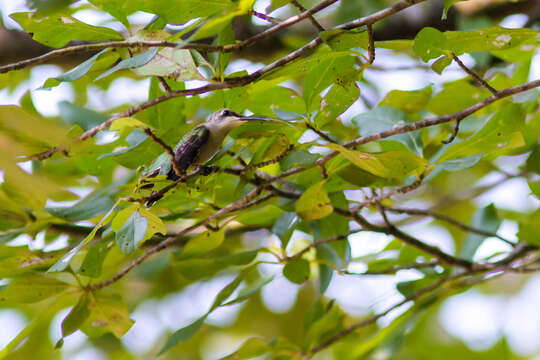 Image of Ruby-throated Hummingbird