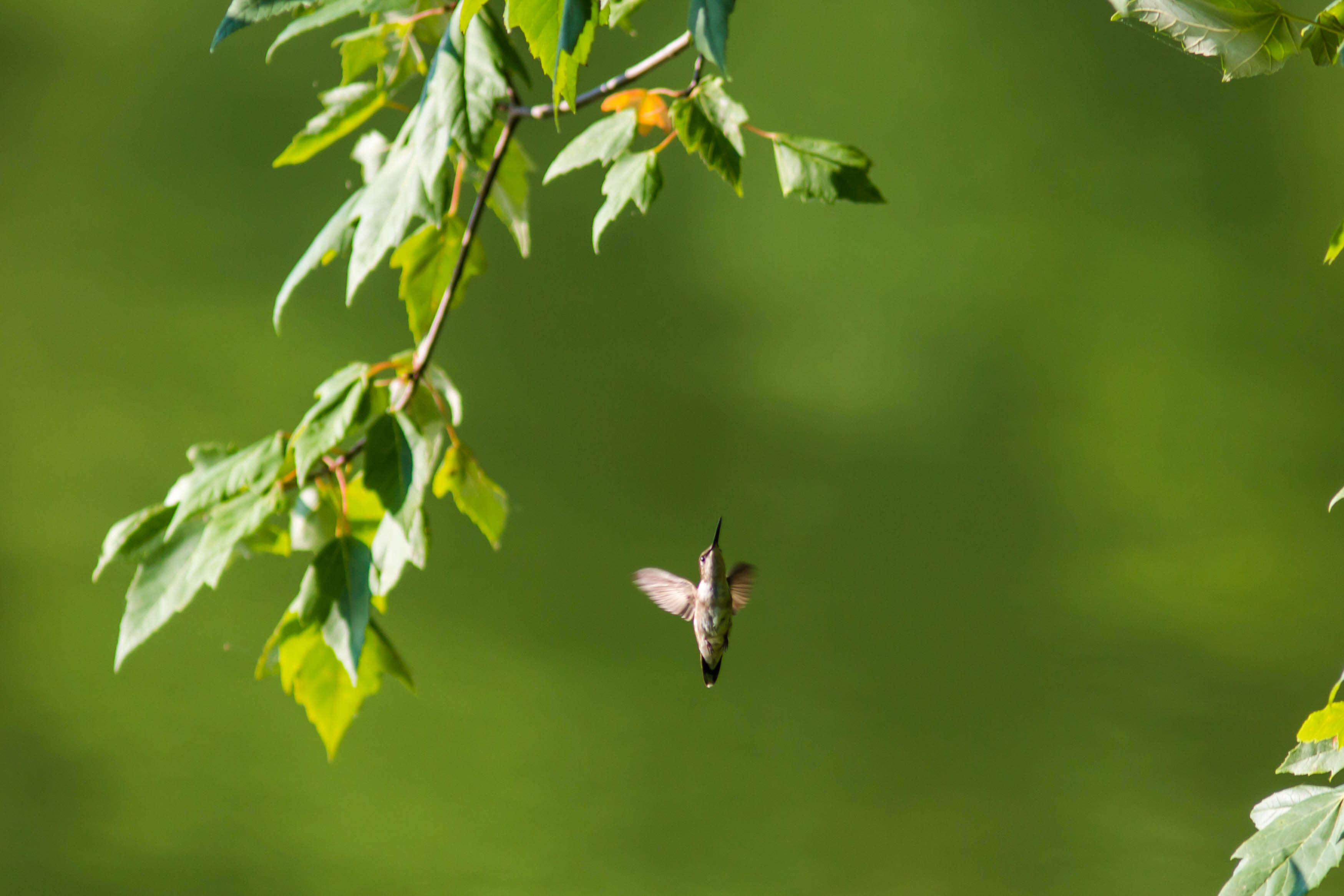 Sivun rubiinikurkkukolibri kuva