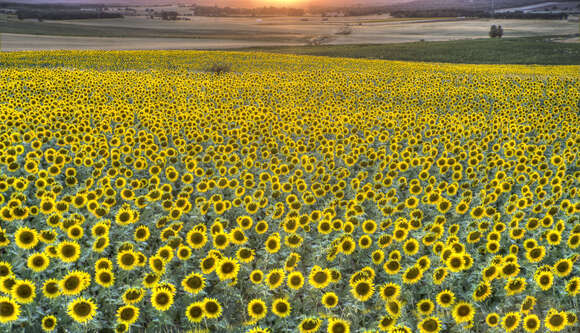 Image of common sunflower