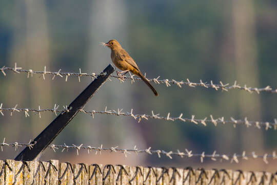 Image of California Towhee