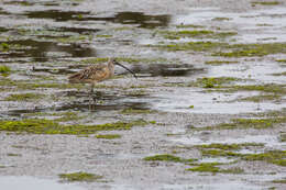 Image of Long-billed Curlew