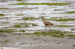 Image of Long-billed Curlew