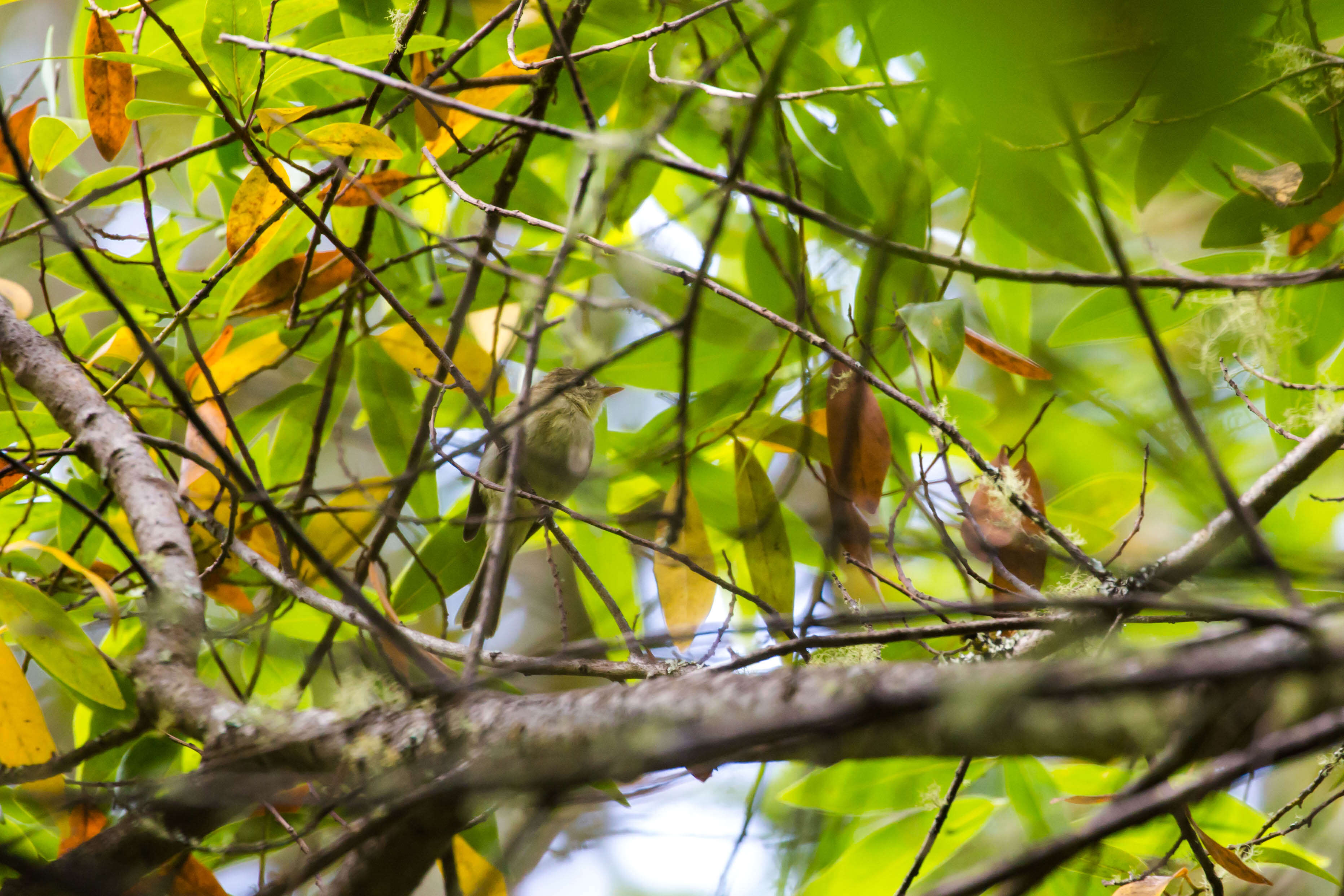 Image of Pacific-slope Flycatcher