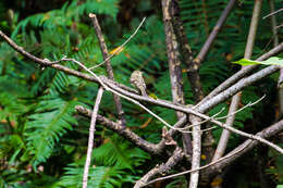 Image of Pacific-slope Flycatcher