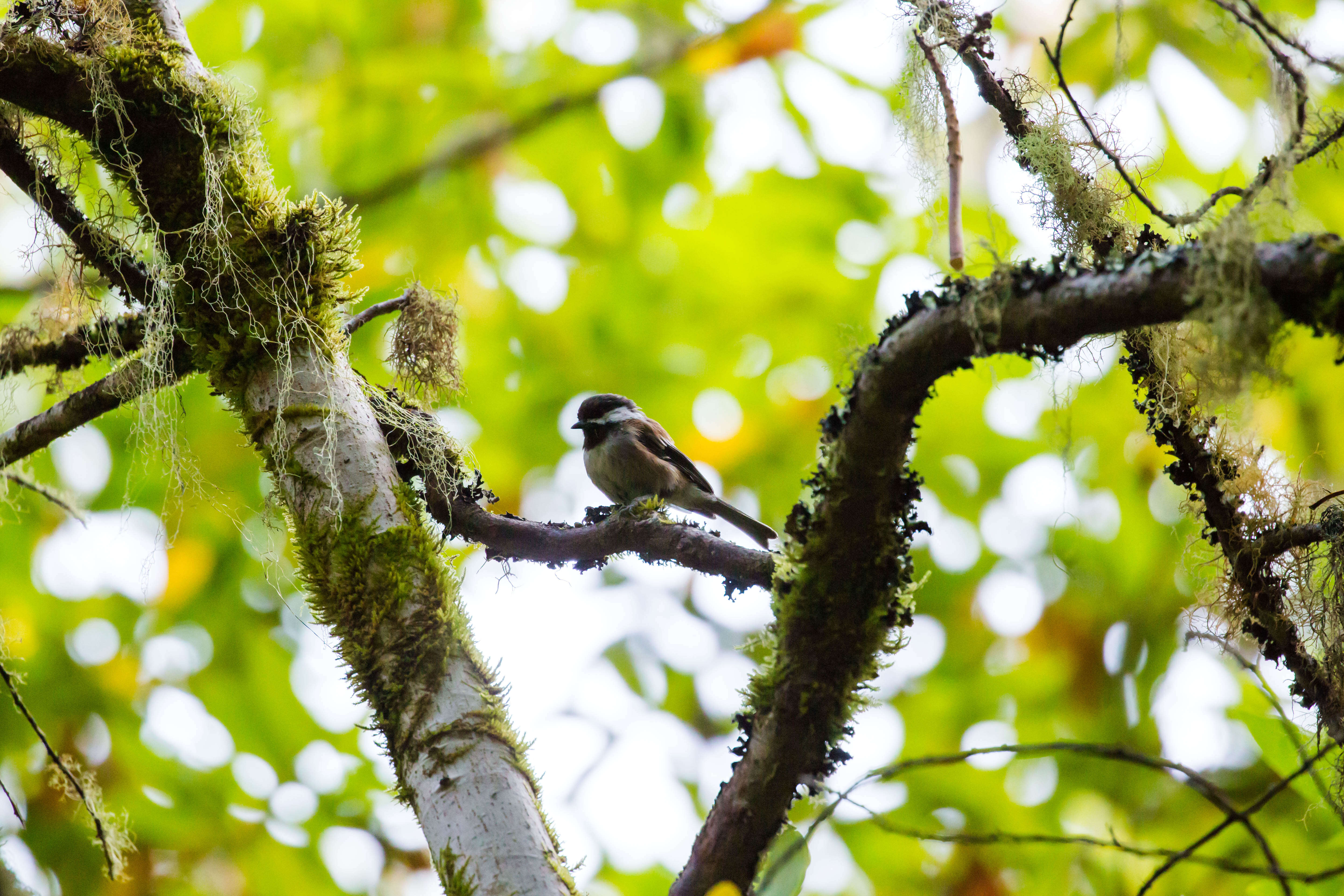 Image of Chestnut-backed Chickadee