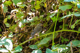 Image of Western Bluebird