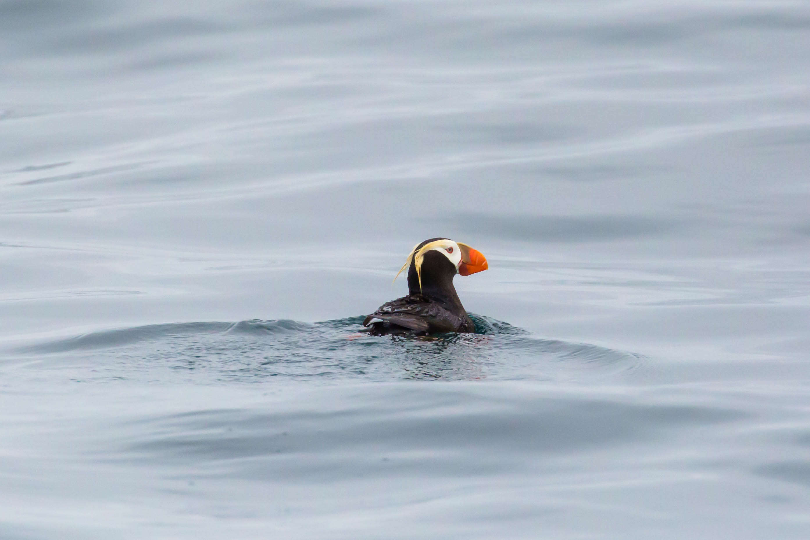 Image of Tufted Puffin