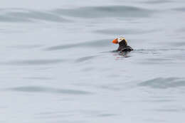 Image of Tufted Puffin