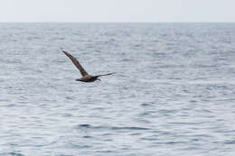 Image of Black-footed Albatross