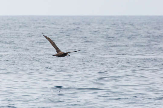 Image of Black-footed Albatross