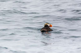 Image of Tufted Puffin