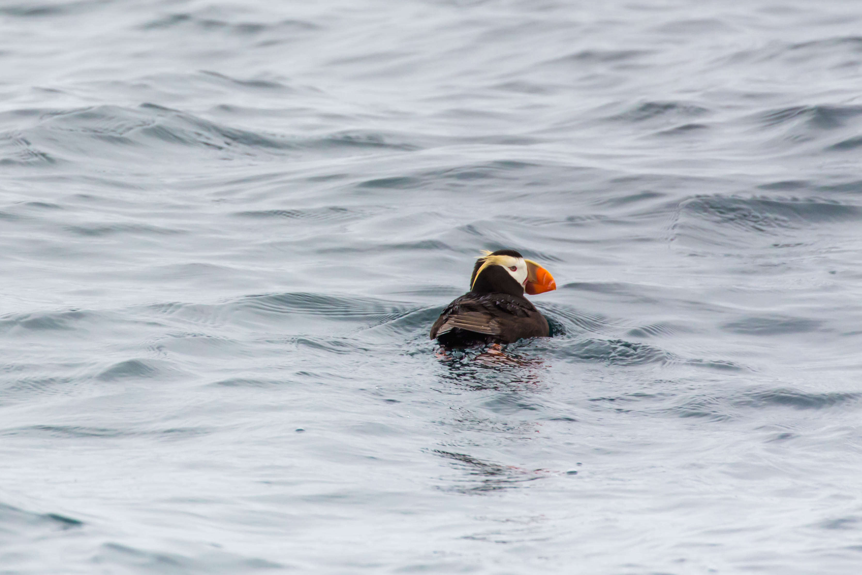 Image of Tufted Puffin