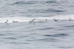 Image of Red-necked Phalarope