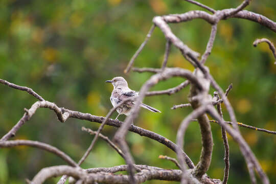 Image of Northern Mockingbird