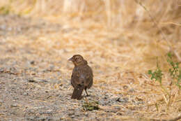 Image of California Towhee