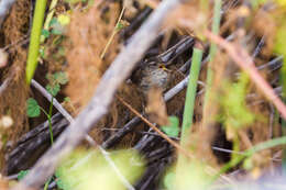 Image of Marsh Wren