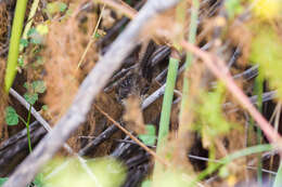 Image of Marsh Wren