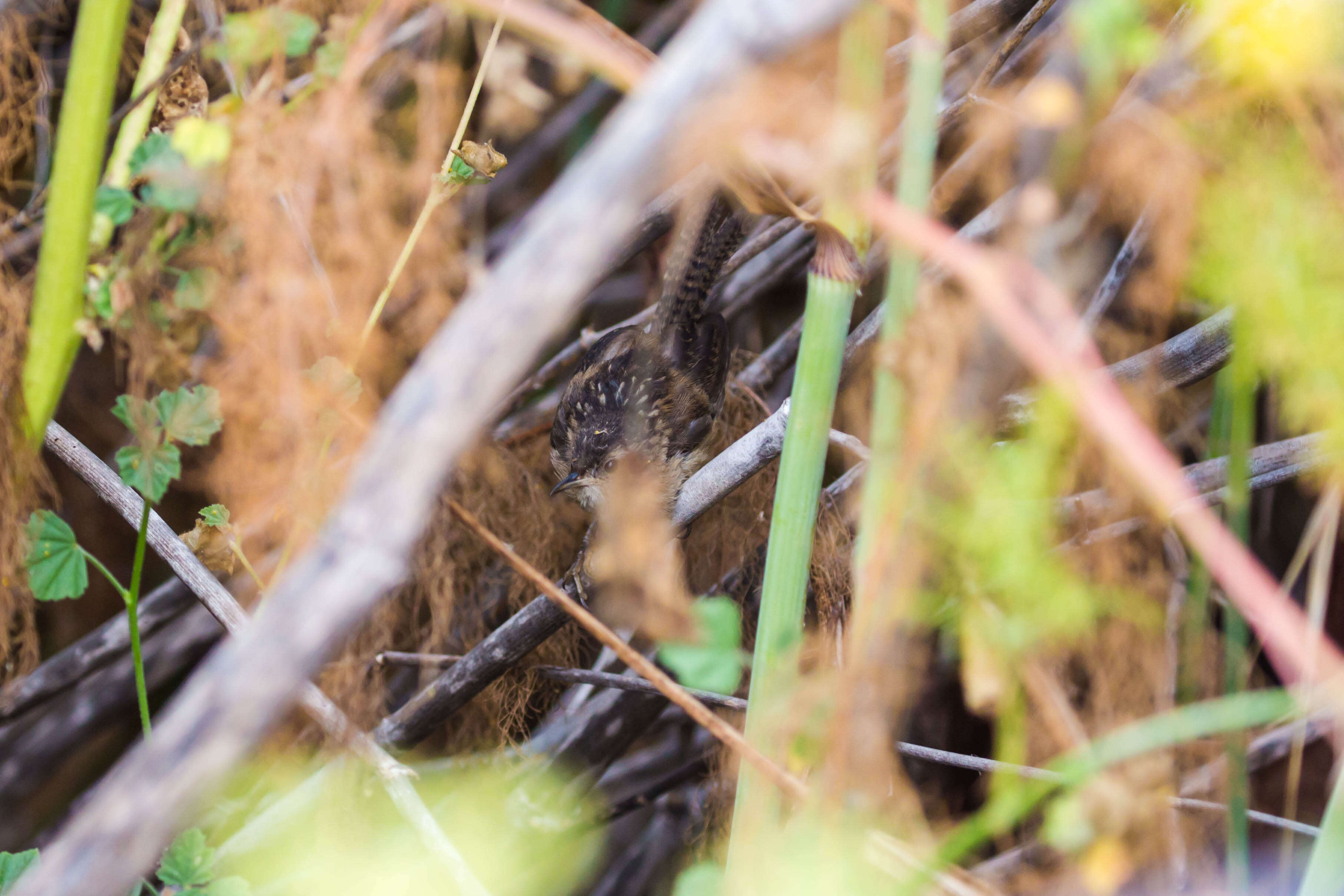 Image of Marsh Wren