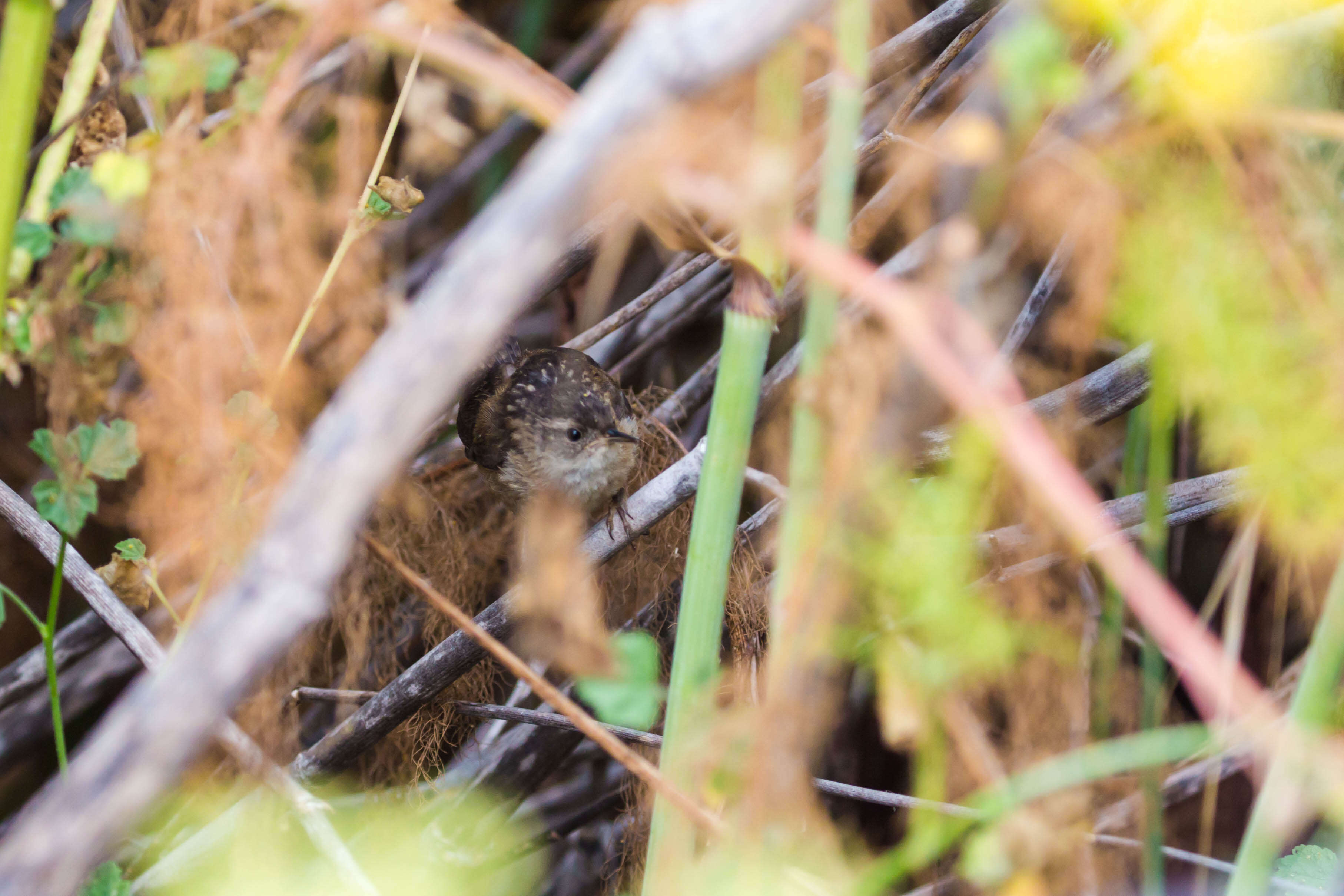 Image of Marsh Wren