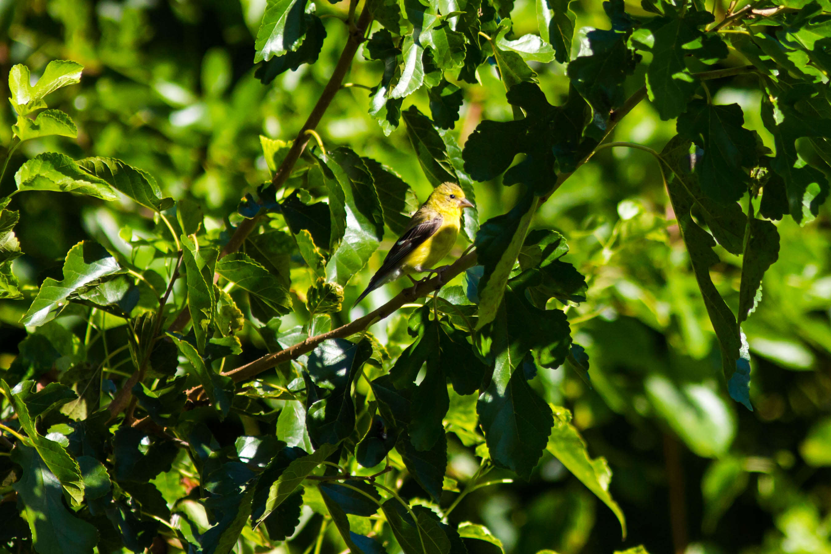 Image of American Goldfinch