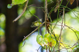 Слика од Vireo griseus (Boddaert 1783)