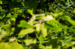 Image of Magnolia Warbler