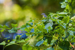 Image of Magnolia Warbler