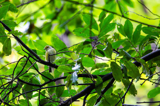 Image of White-eyed Vireo