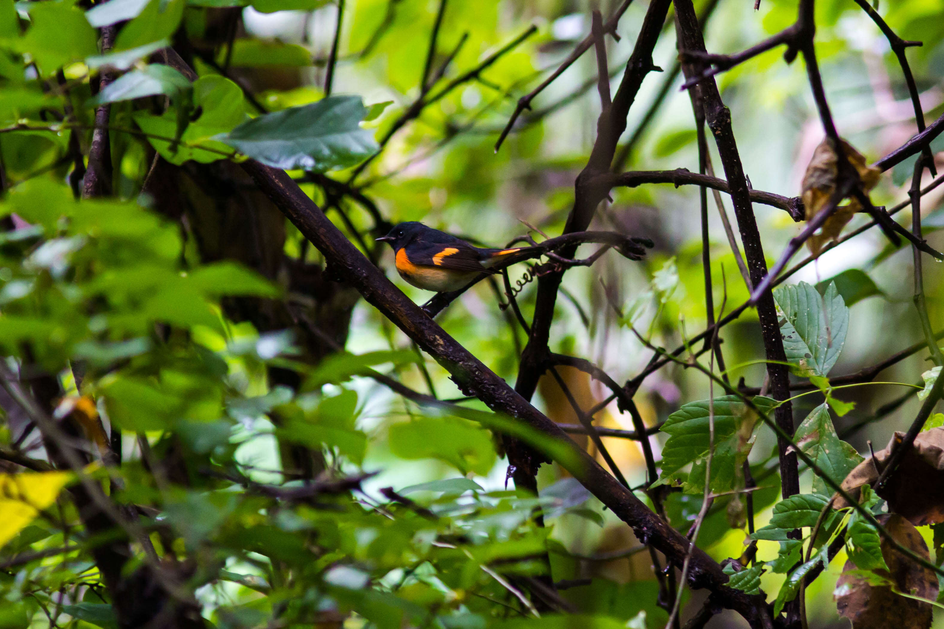 Image of American Redstart