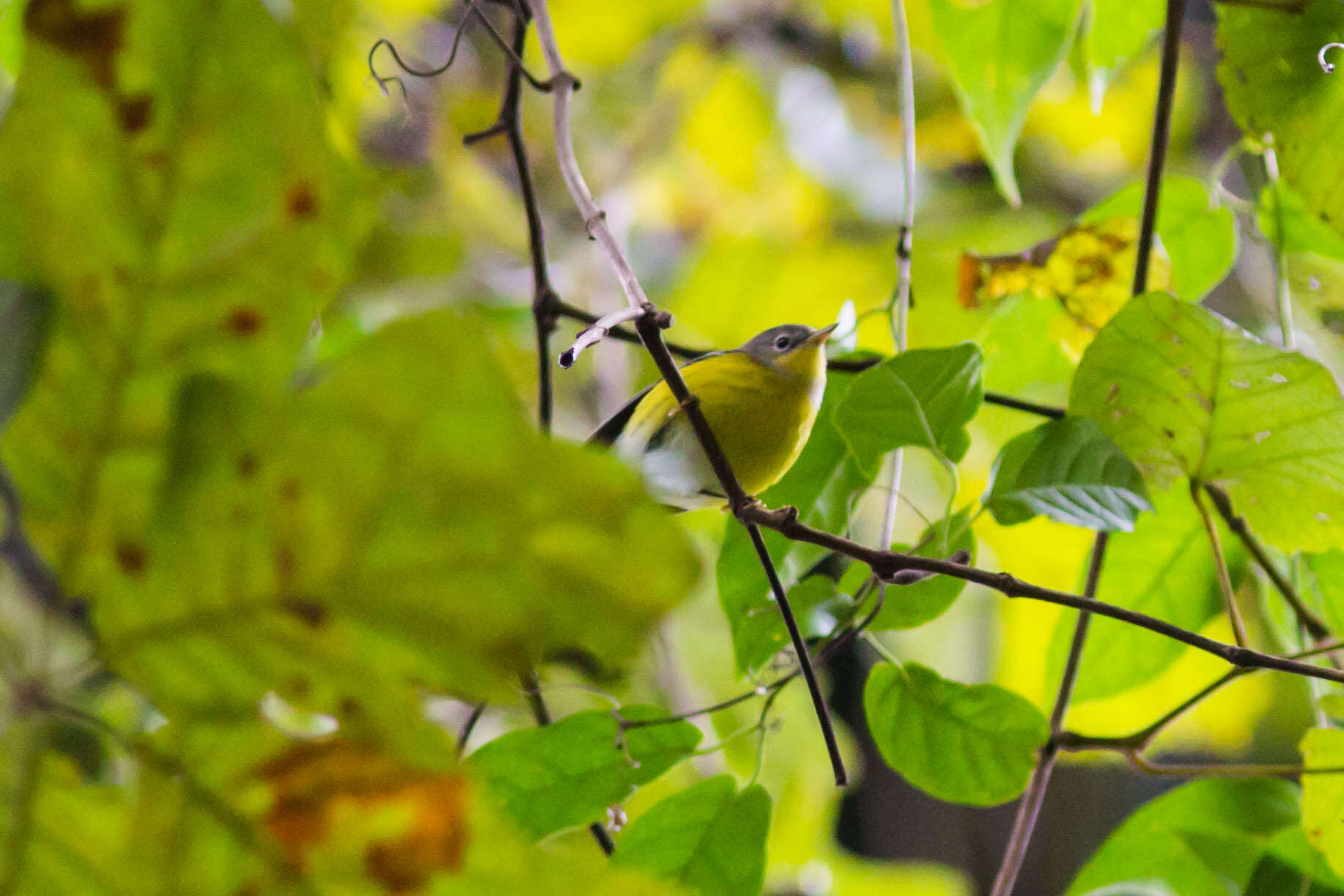 Image of Nashville Warbler