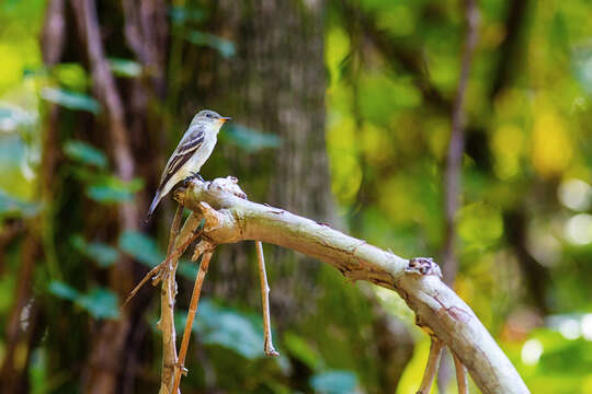 Image of Eastern Wood Pewee