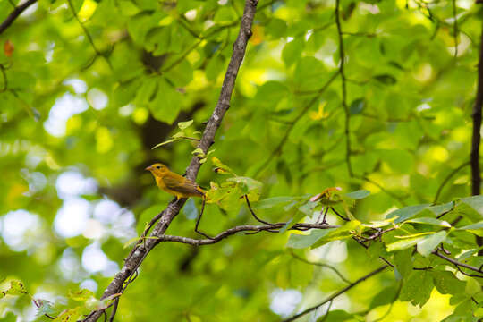 Image of Summer Tanager