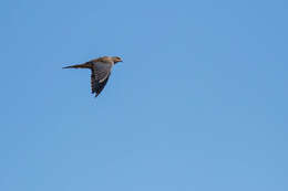 Image of American Mourning Dove