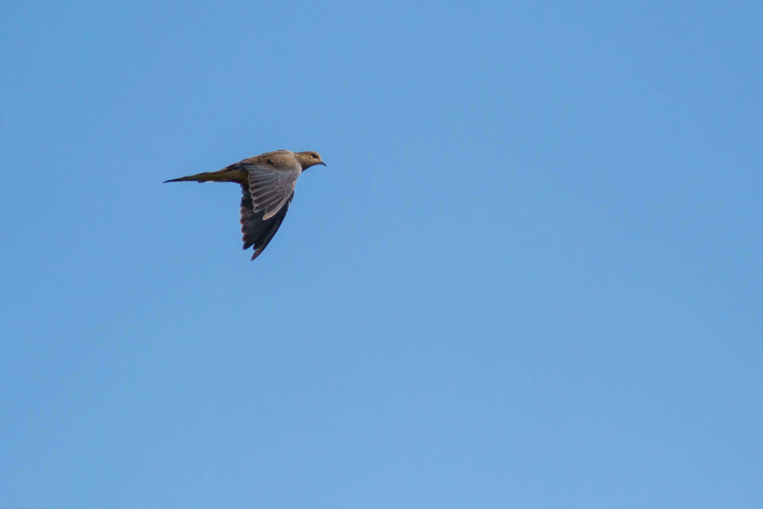 Image of American Mourning Dove