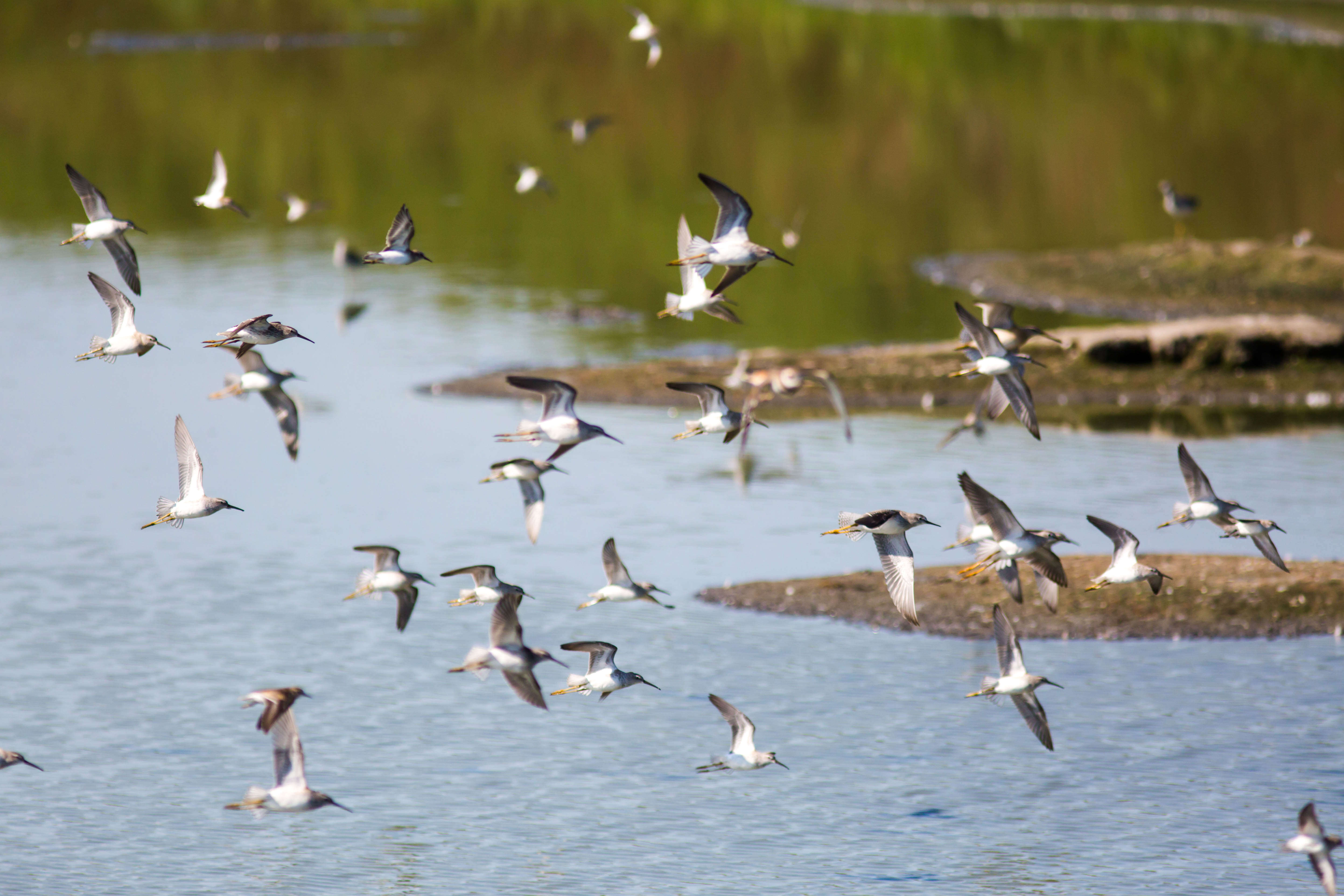 Image of Stilt Sandpiper