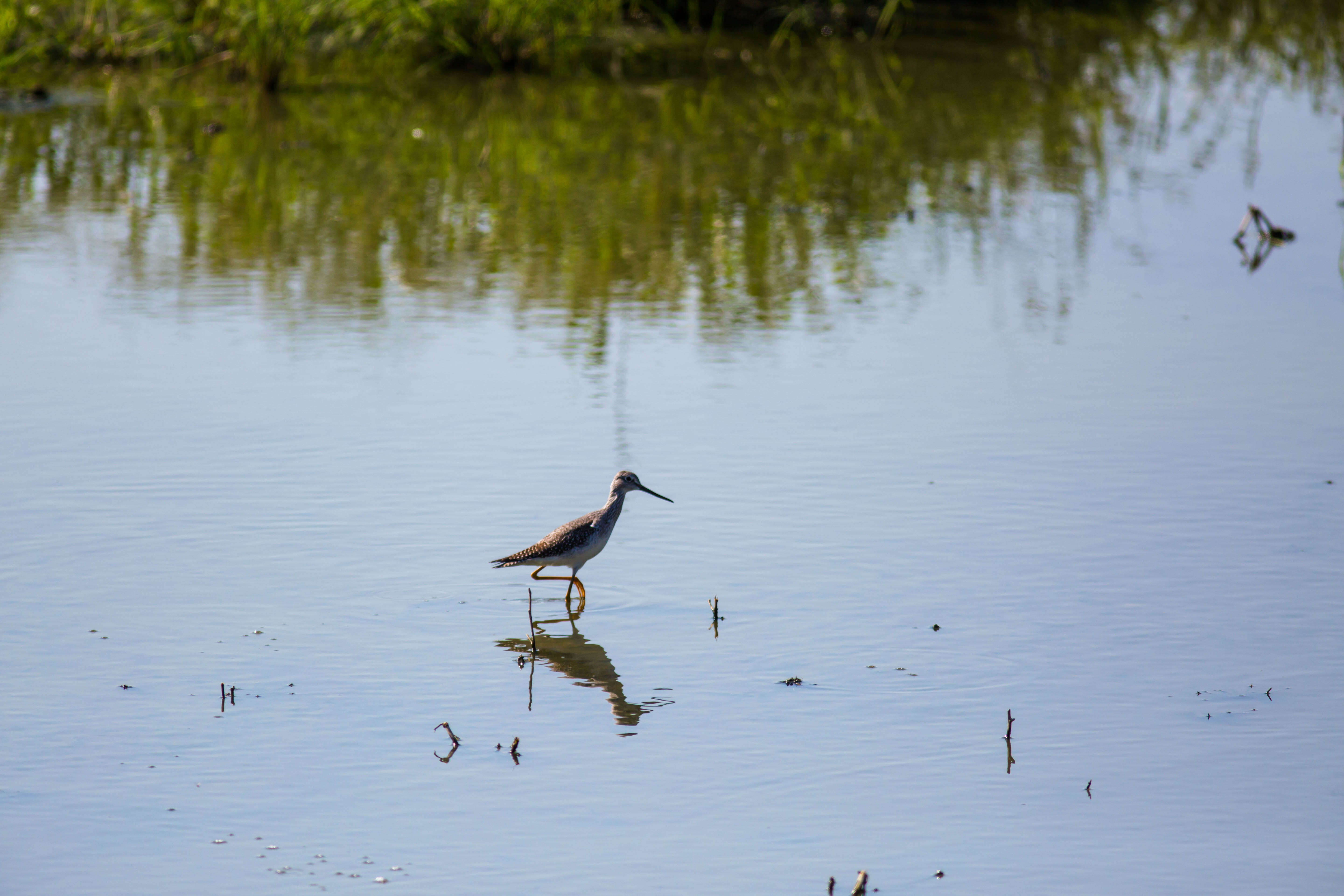 Image of Greater Yellowlegs