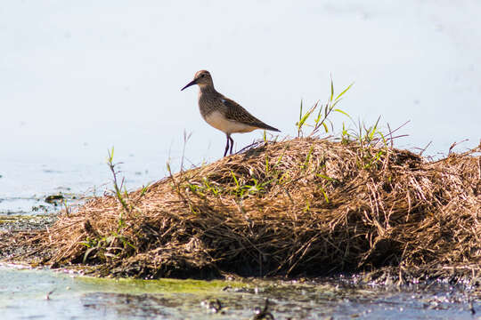 Image of Pectoral Sandpiper