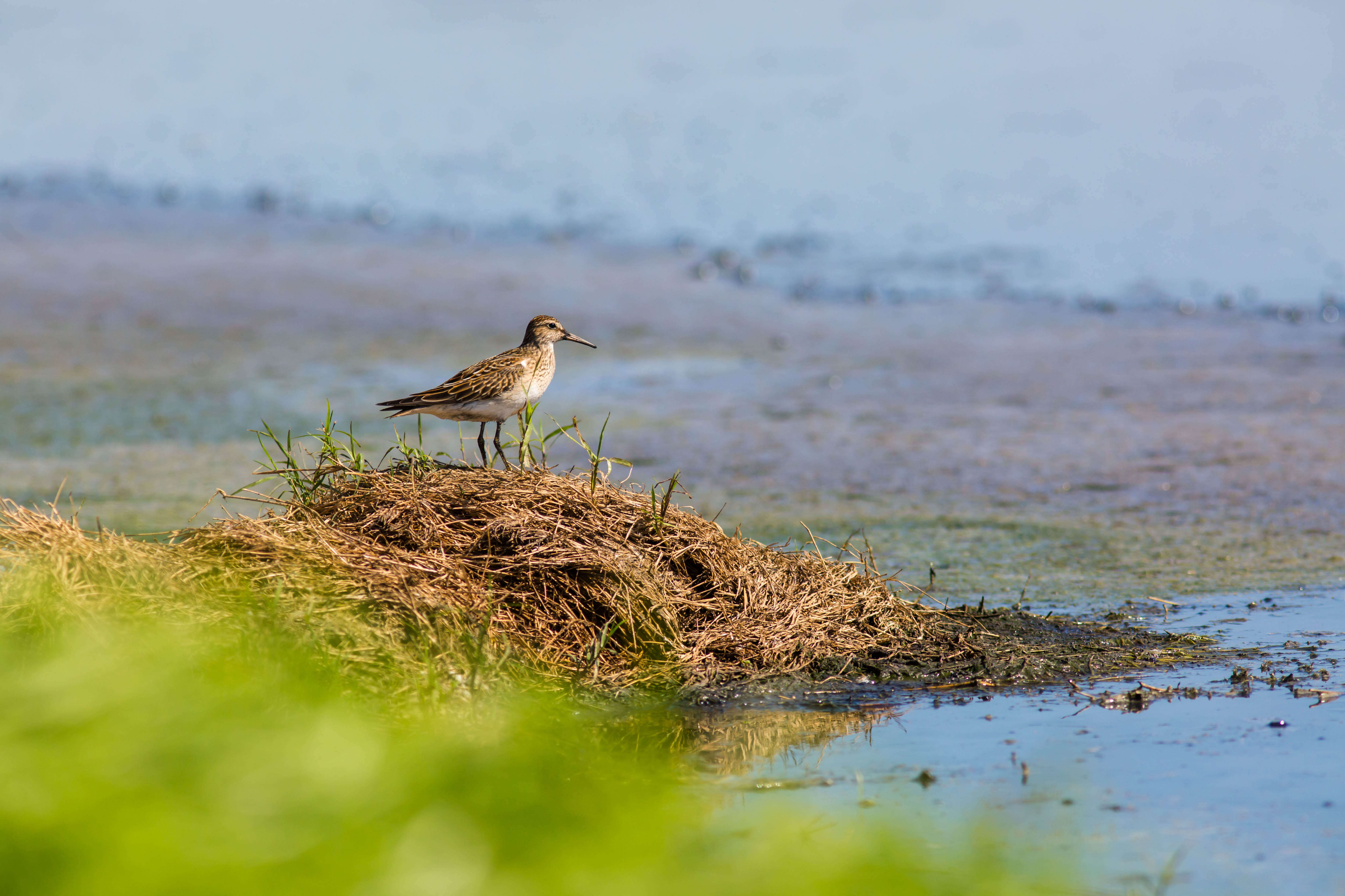 Image of Pectoral Sandpiper