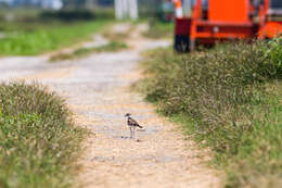 Image of Killdeer