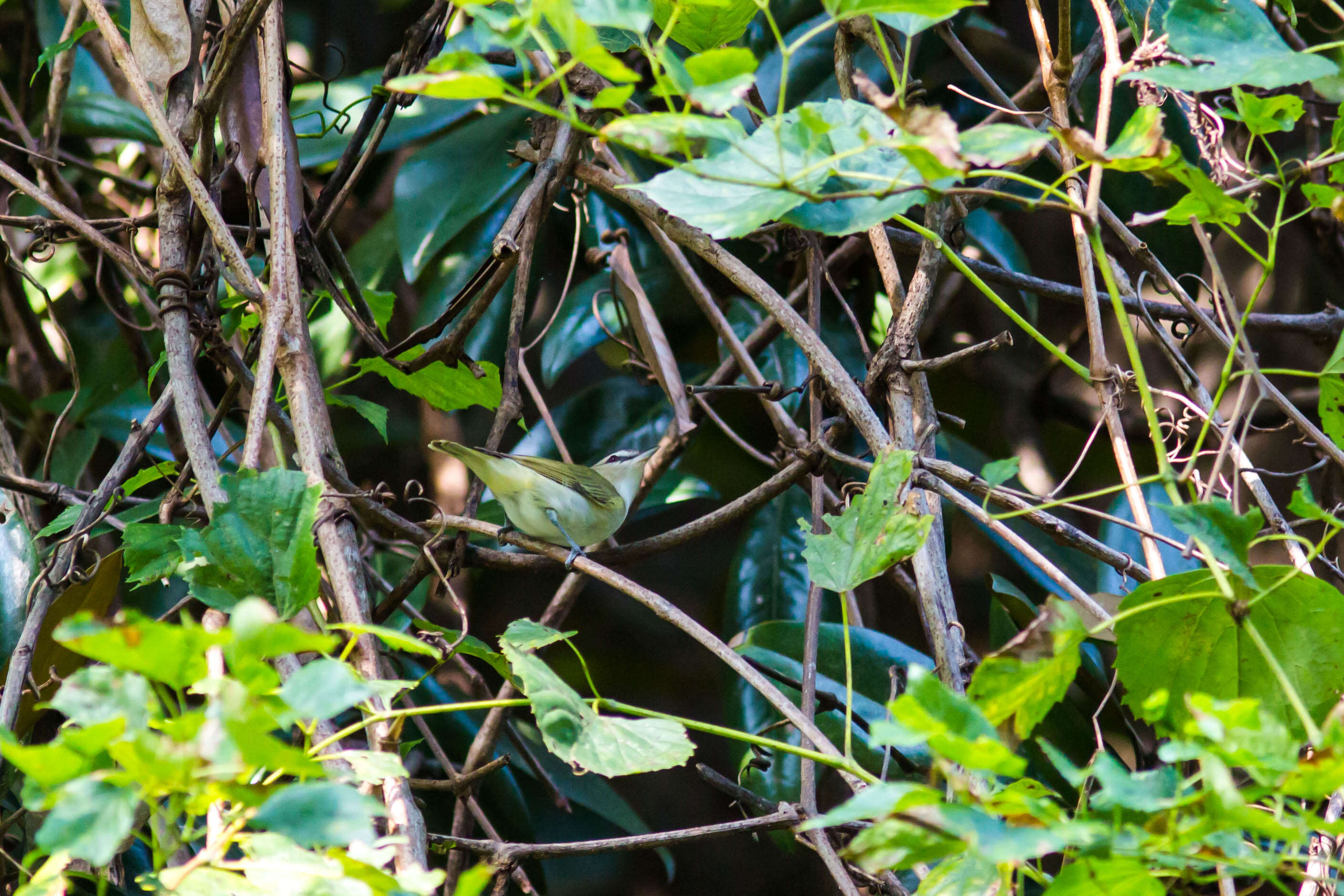 Image of Red-eyed Vireo