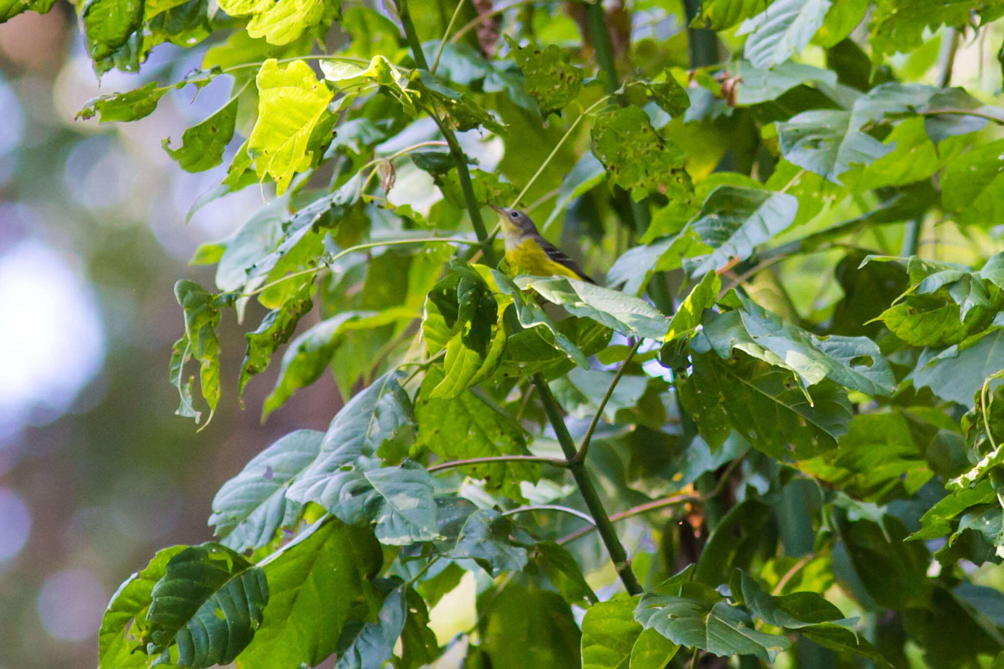 Image of Magnolia Warbler