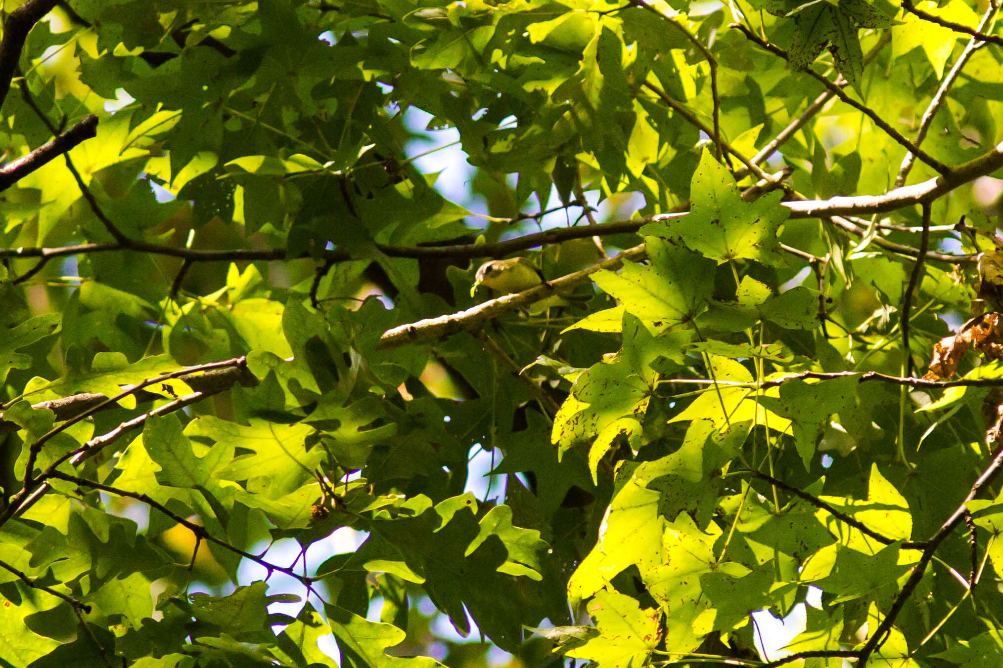 Слика од Vireo philadelphicus (Cassin 1851)