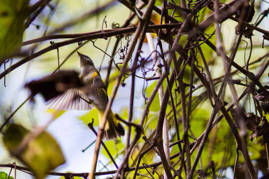 Image of American Redstart