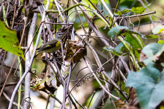 Image of American Redstart