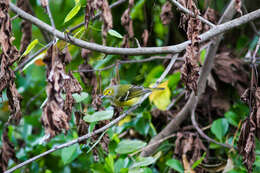 Слика од Vireo griseus (Boddaert 1783)