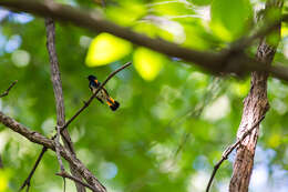 Image of American Redstart