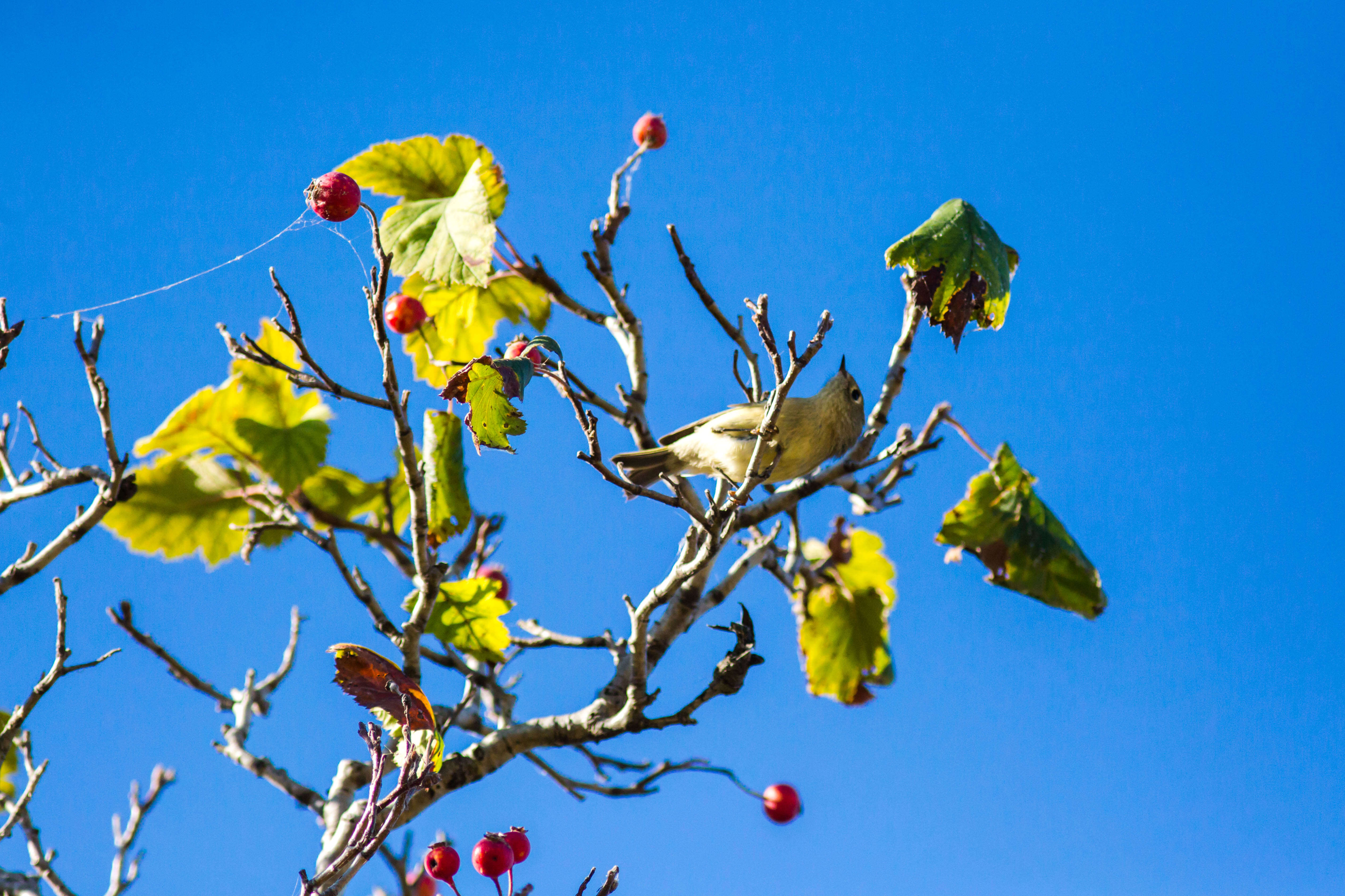 Image of goldcrests and kinglets