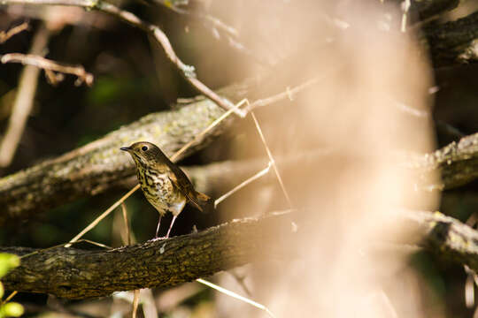 Image of Hermit Thrush