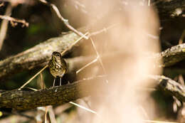 Image of Hermit Thrush